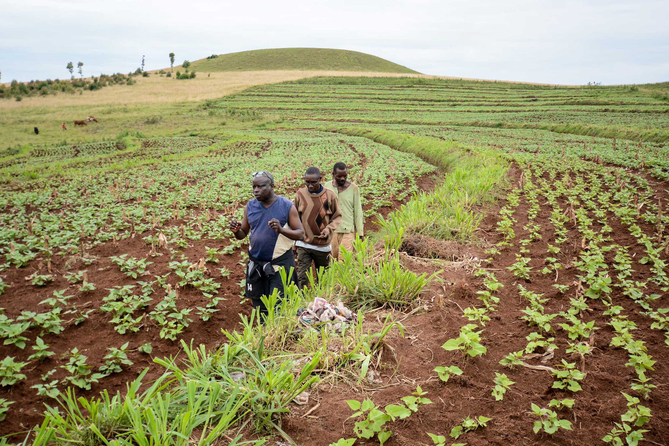 A farm in Nigeria