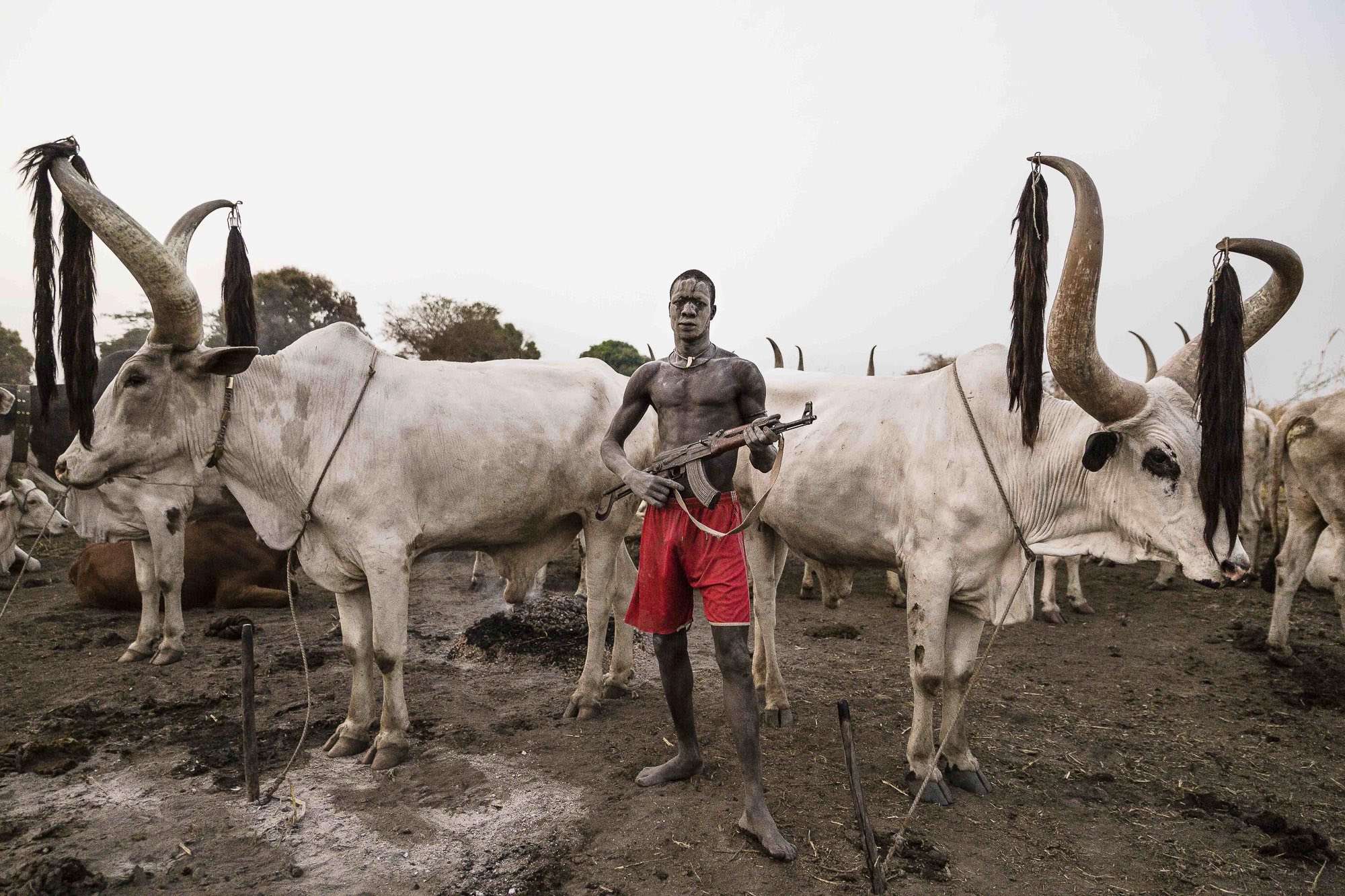 A Mundari man guards his Ankole-Watusi herd with a rifle in Nigeria's Zamfara state