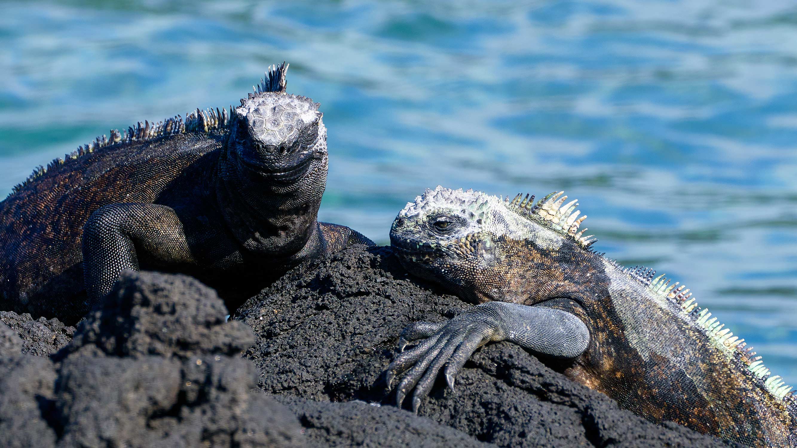 Galapagos iguanas