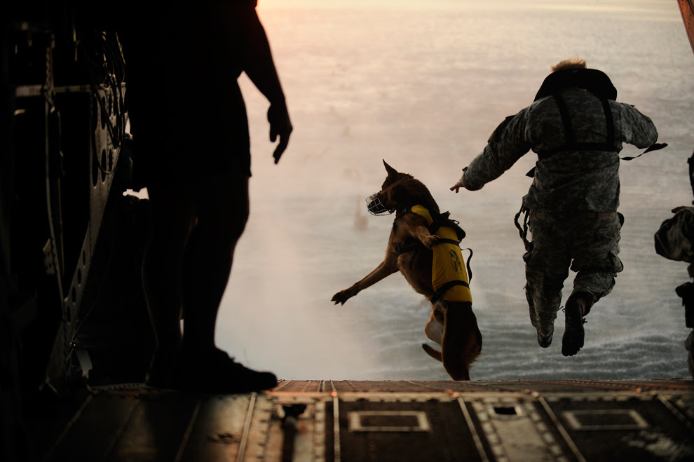 Canine paratrooper