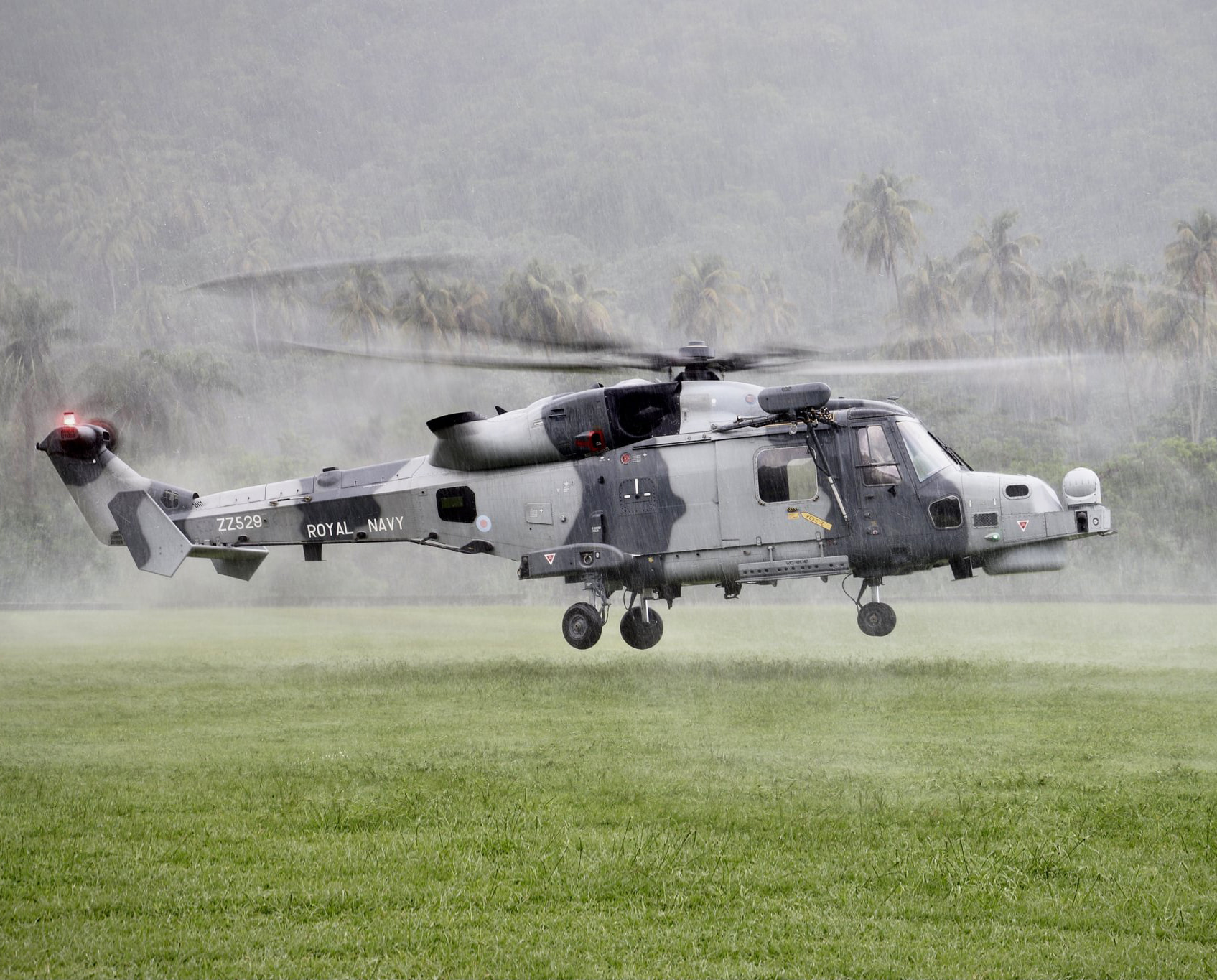 Wildcat