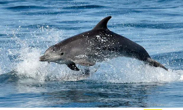 Dolphin