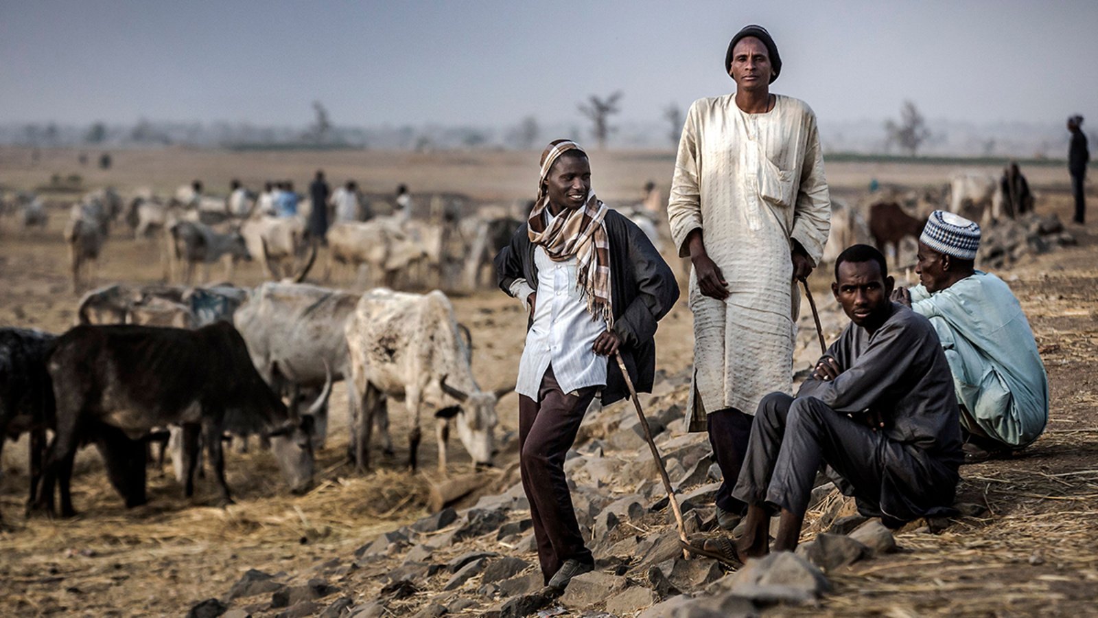 Cattle herders gather with their livestock on the outskirts of a cattle market