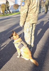 dog with radiation detector