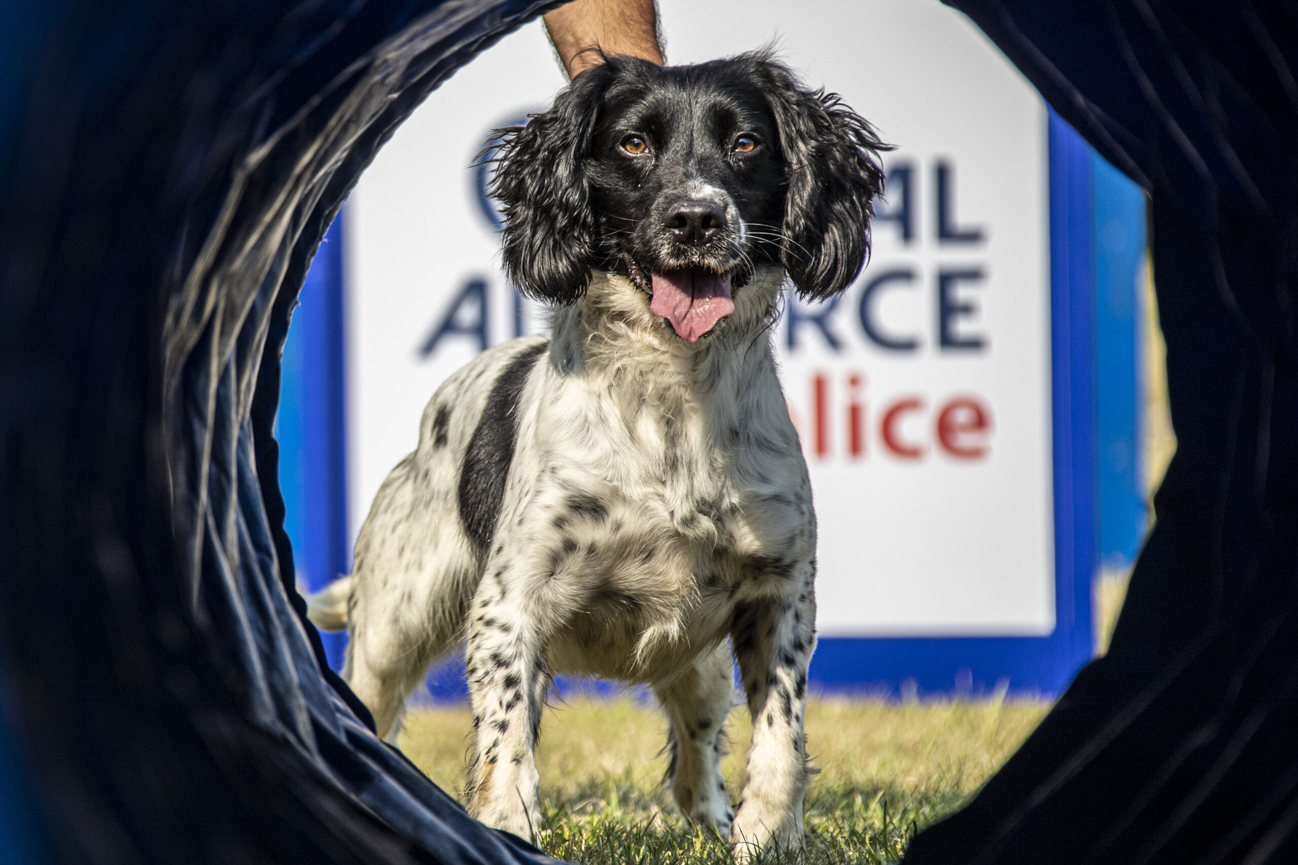 Image of military working dog Bruce, primed and ready to attempt an obstacle as the Royal Air Force Police Dog Display Team undergo training at RAF Henlow in preparation for future Dog trial events. This training culminated in the teams 2020 display season, having displayed at Crufts 2020 at the National Exhibition Centre in March 20. The team now looks forward to the Royal Air Force Military Working Dog Trials, held at RAF Honington in Sep 20, where members of the team will be competing.