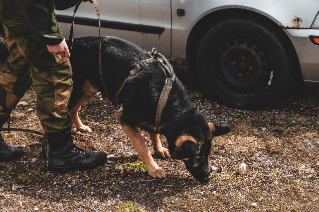 A military dog is smelling the ground while on the field.