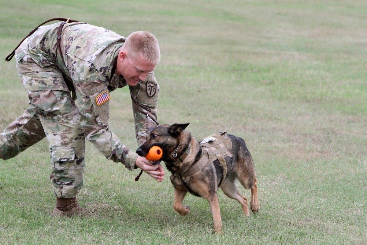 A military working dog with a US Army soldier.