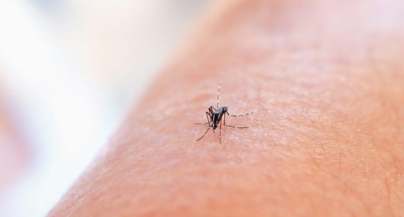The US Army is exploring AI-powered mosquito identification systems to detect malaria threats faster and improve force readiness in South Korea. Photo: National Institute of Allergy and Infectious Diseases/Unsplash